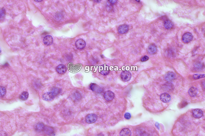 Foie x200 - gryphea.org